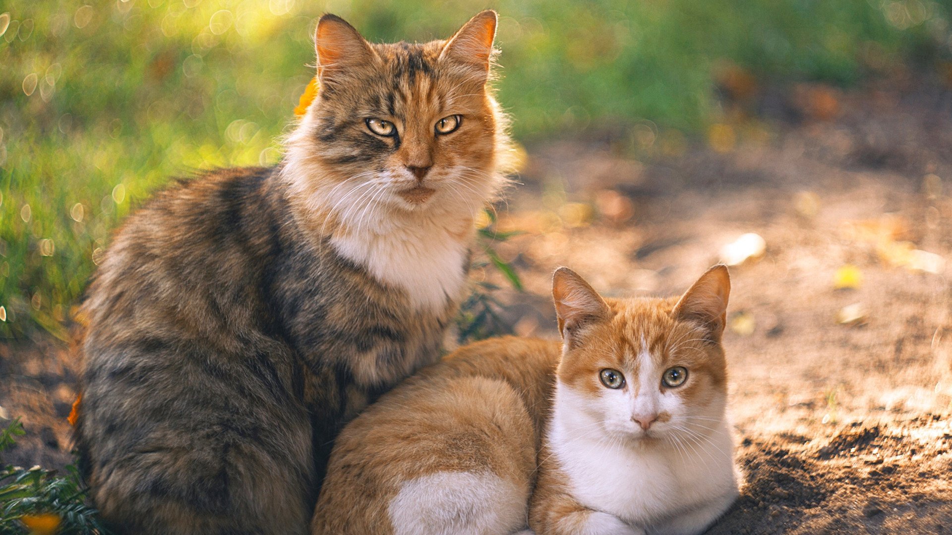 库里以关键先生之名，加冕骑士团队至上的新王冠