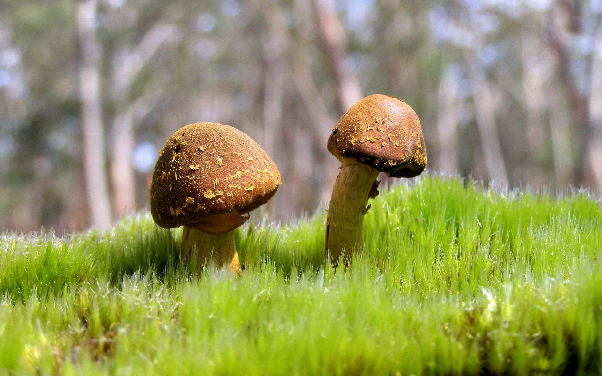 当欧冠级激情注入CBA,深圳横扫辽宁背后的战术革命