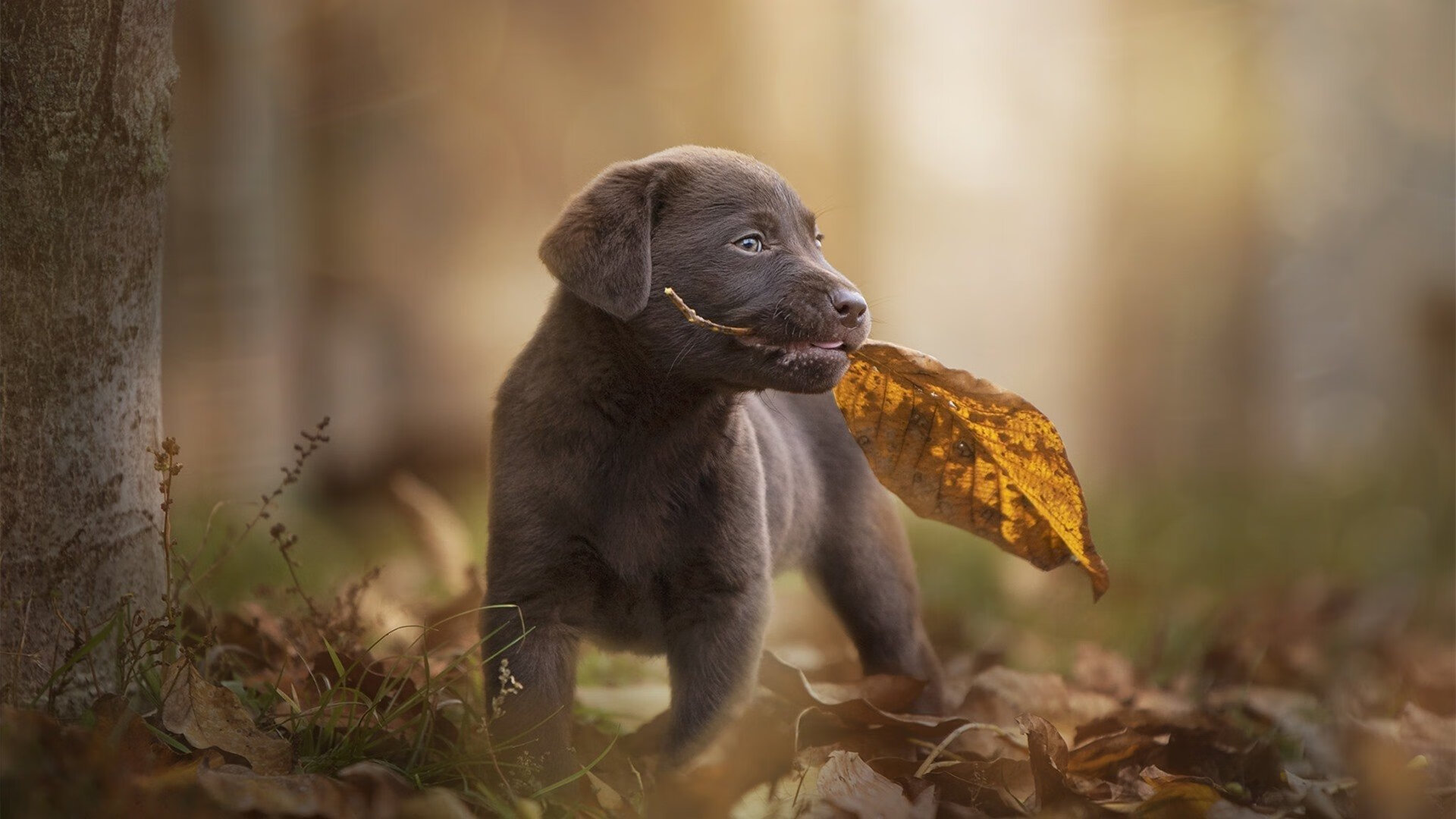 乔治时刻，末节19分助公牛逆转灰熊