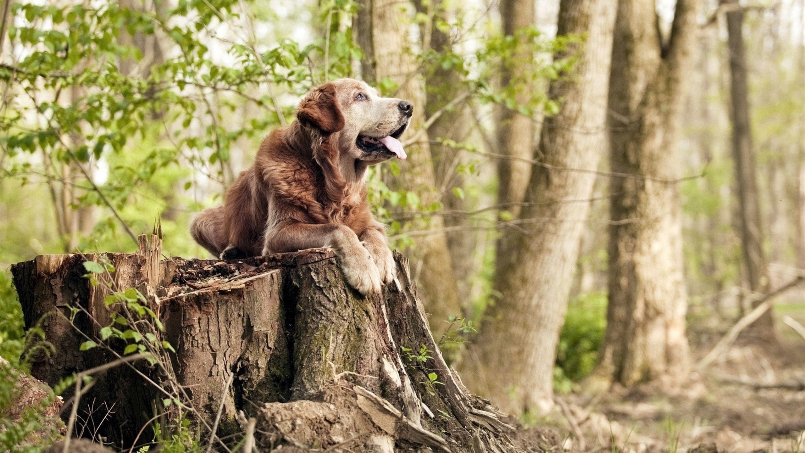救赎之光穿透地狱之火,哥伦比亚生死战擒下紫百合,拉亚一夫当关