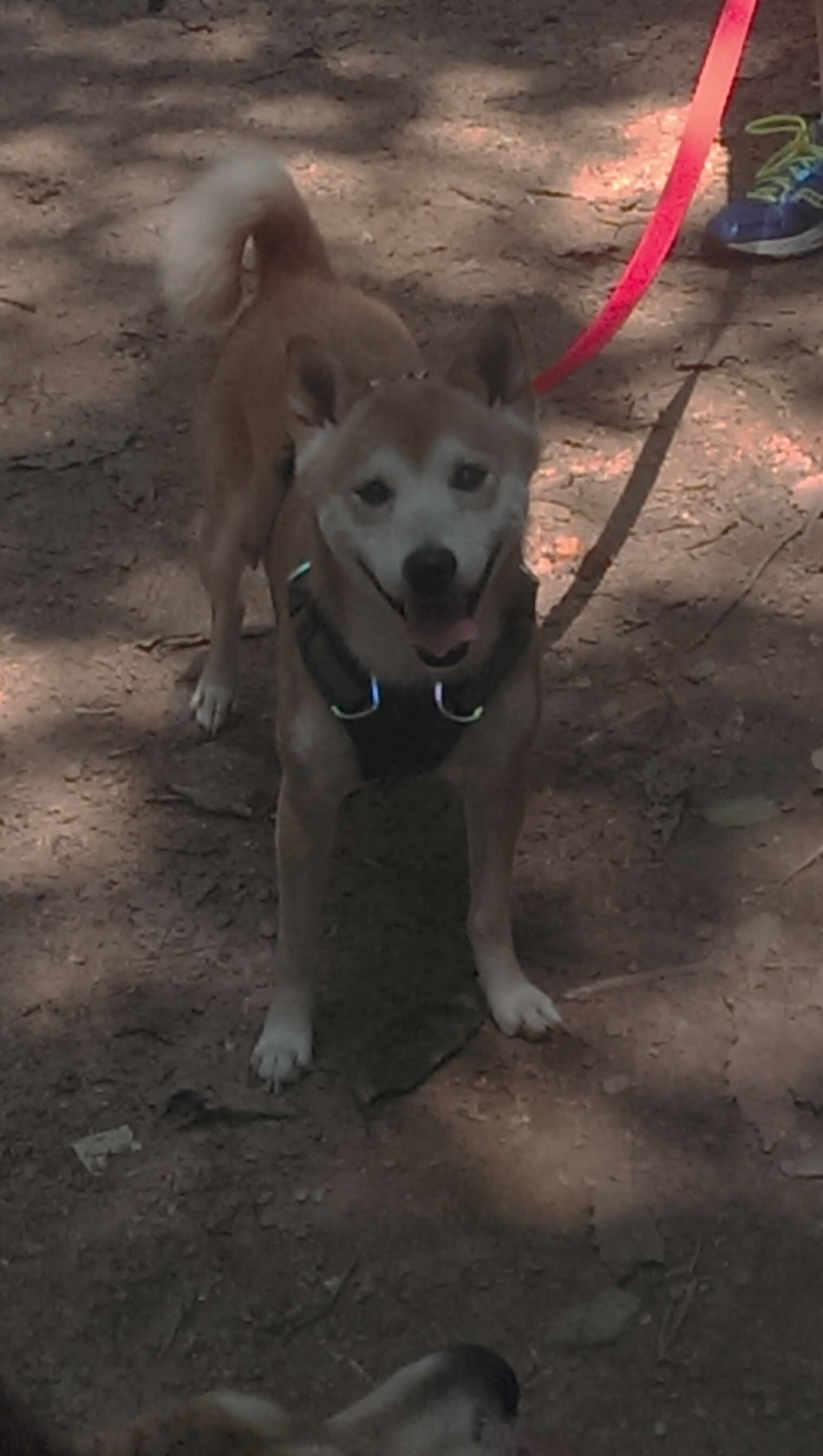 不落地的王座，在年度焦点之战之夜，读懂字母哥的永恒稳定性