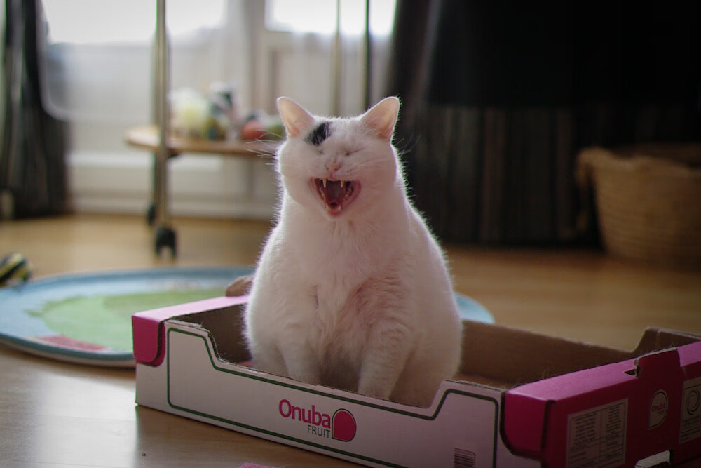 开云体育入口-时空错位？字母哥跨次元一击，骑士更衣室惊现国王战袍