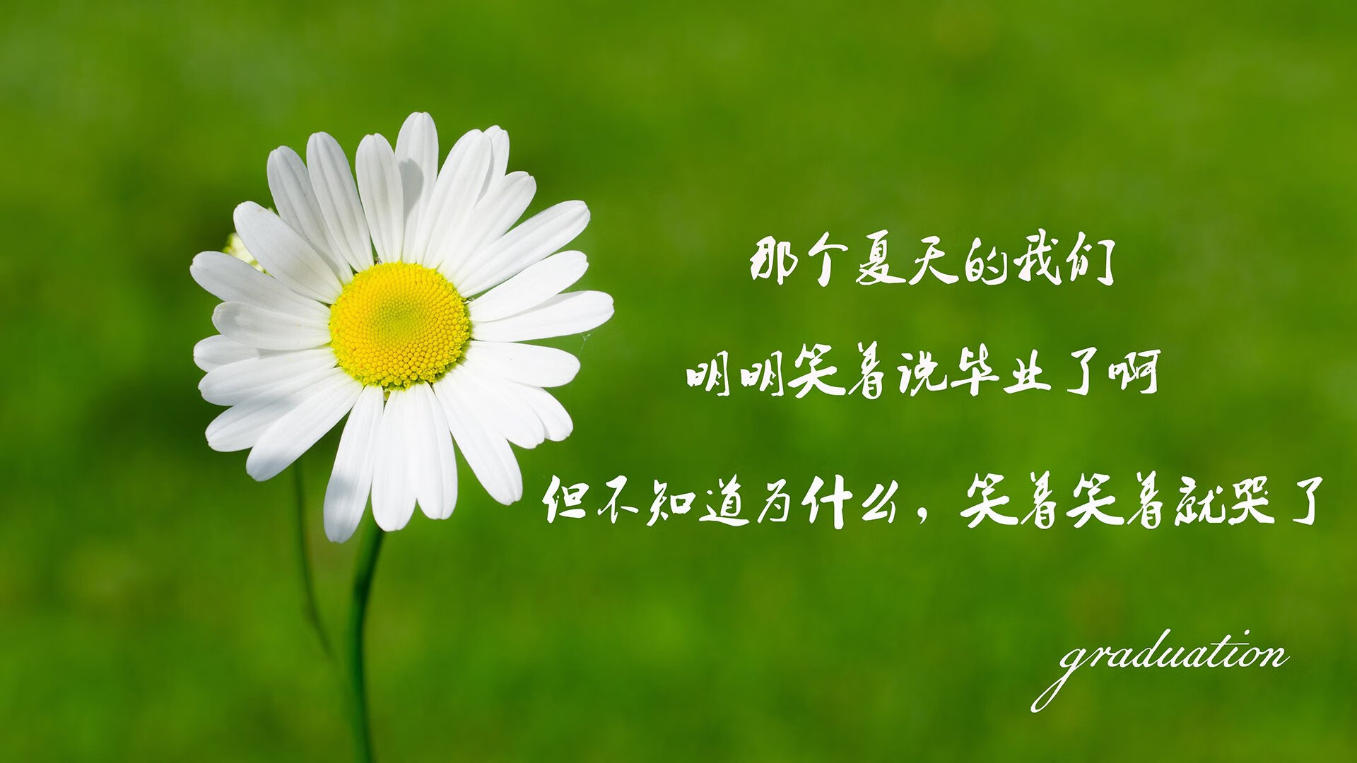 撕裂的太极旗,2026世界杯D组,萨内与一场被重写的历史宿命