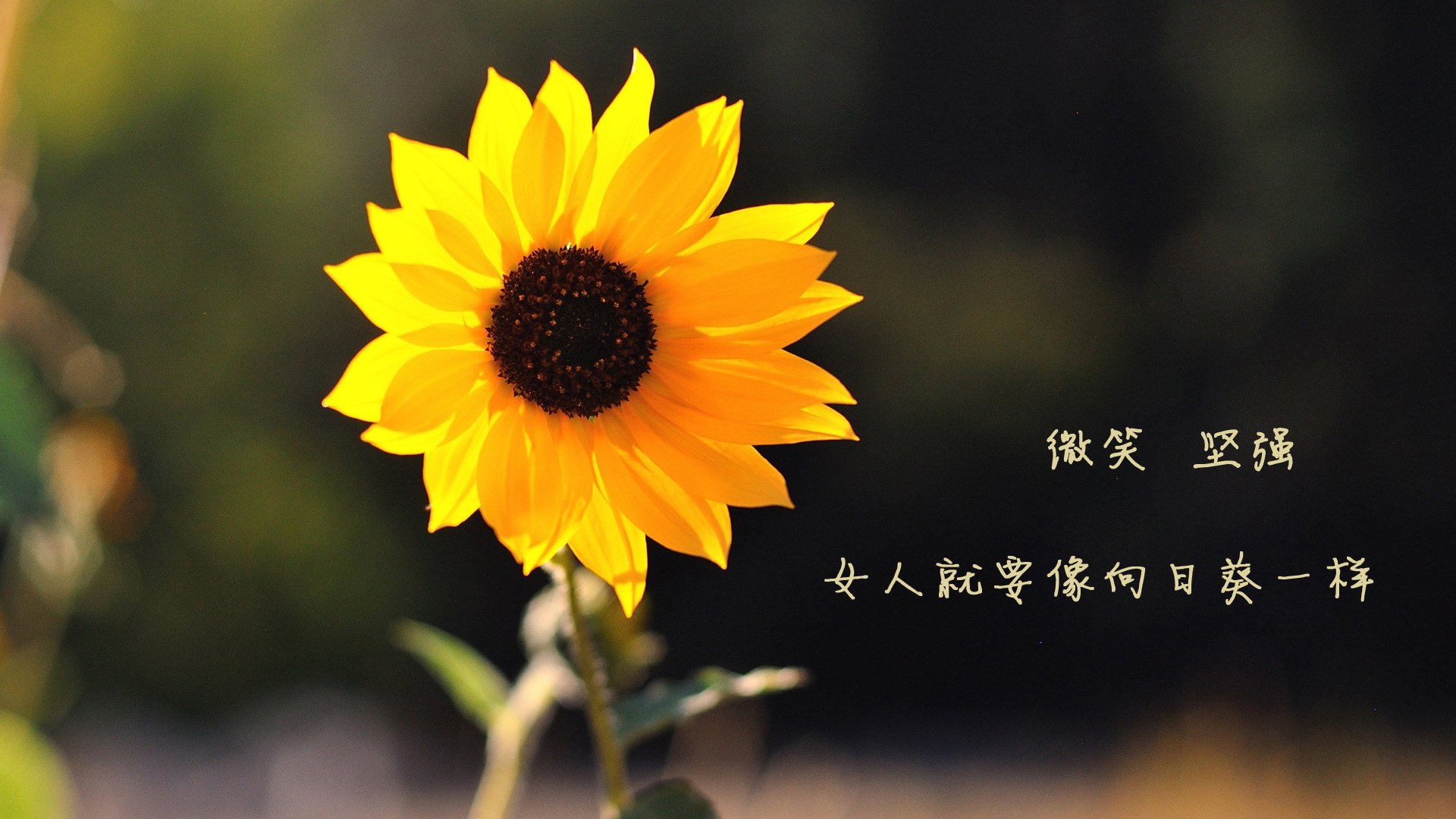 开云体育在线-血色桑巴与蓝衣刺客，托纳利撕裂欧陆铁幕，2026生死战改写足球版图